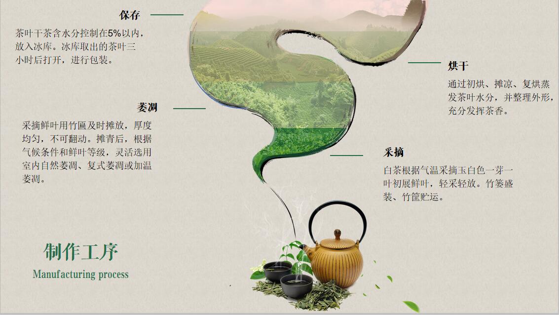 茶文化茶叶介绍茶叶宣传清新